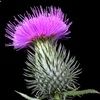 thistle_love